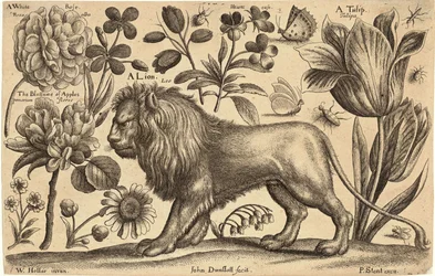 Lion et tulipe